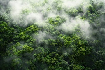 Aerial View of Lush Green Forest with Fog