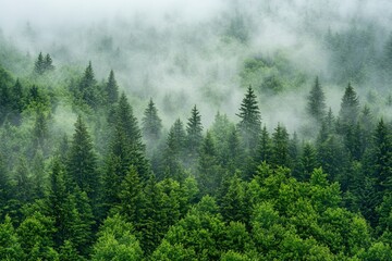 Green Forest in Foggy Weather