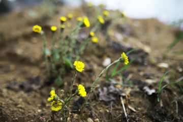 Flowers and plants summer field in sunlight