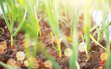  field in sunlight with flowers and plants summer