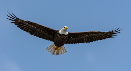 Obraz premium Eagle Flying with Wings Spread Against Clear Blue Sky