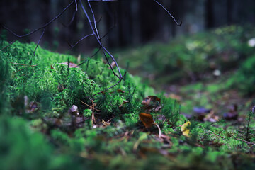 Obraz premium Beautiful autumn park. Russian North. Autumn trees and leaves. Autumn Landscape.Park in Autumn. Forest in Autumn.