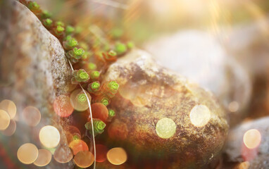  field in sunlight with flowers and plants summer