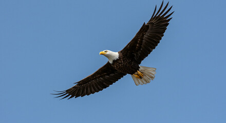 Eagle Flying Across a Clear Blue Sky with Wings Spread