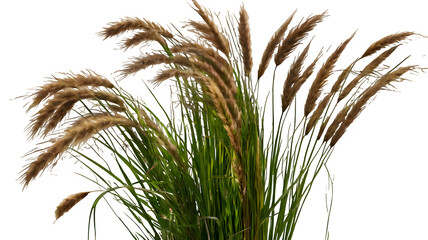 Set of Pennisetum orientale and Panicum virgatum grass isolated png on a transparent background perfectly cutout high resolution.