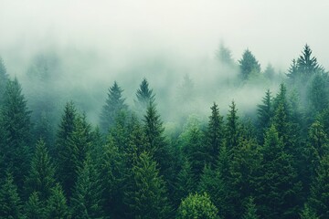 Forest in Fog - Evergreen Trees and Mist