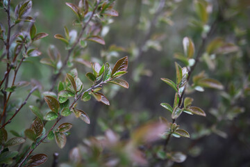 Summer landscape, lush green vegetation and nature.