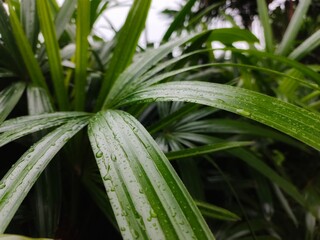 leaves of a palm tree