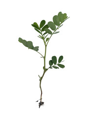 green plant with small, oval leaves and slender stem, showcasing its natural beauty and vitality. This plant is often found in gardens and natural settings, symbolizing growth and life
