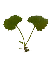 close up view of green plant with two large, round leaves and slender stem, showcasing its vibrant color and natural beauty. plant appears fresh and healthy, evoking sense of nature and growth