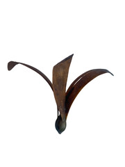 unique brown seed pod with elongated wings, showcasing natural design that evokes curiosity and beauty in nature. This pod is perfect for artistic and botanical themes