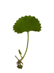 vibrant green leaf with round shape and slender stem, showcasing its natural beauty and intricate details. This leaf represents freshness and vitality in nature