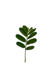 vibrant green leaf with multiple oval shaped leaflets, showcasing fresh and natural appearance, perfect for botanical themes and nature inspired designs