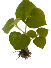 young green plant with heart shaped leaves and visible roots, showcasing its growth and vitality. plant is set against transparent background, emphasizing its natural beauty and freshness