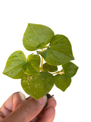 vibrant green plant with heart shaped leaves is being held in hand, showcasing its lush foliage and healthy appearance. This plant is perfect for indoor decoration or gardening enthusiasts