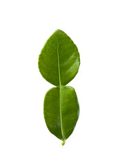 vibrant green leaf with smooth texture, showcasing its natural beauty and freshness. leaf is symmetrical and has glossy appearance, perfect for botanical illustrations or nature themed designs