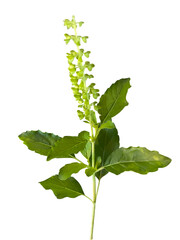 green plant with elongated leaves and flowering spike, showcasing its natural beauty and vibrant color. This plant is often associated with freshness and vitality