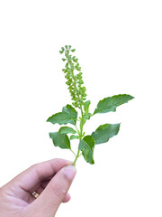 hand holding green basil plant with elongated leaves and small flower spikes, showcasing its vibrant color and fresh appearance. This aromatic herb is often used cooking and has various health