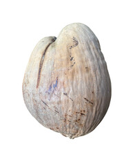 large, textured nut with smooth, rounded shape and natural, earthy color. This nut showcases unique markings and imperfections, highlighting its organic origin and natural beauty