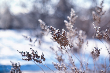 Winter atmospheric landscape with frost-covered dry plants during snowfall. Winter Christmas background