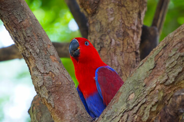 Eclectus is a genus of parrot, the Psittaciformes, which consists of four known extant species...
