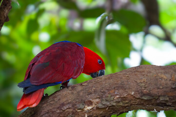 Eclectus is a genus of parrot, the Psittaciformes, which consists of four known extant species known as eclectus parrots and the extinct Eclectus infectus, the oceanic eclectus parrot.