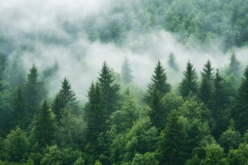 Green Forest with Foggy Weather