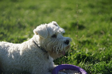 White Zwergschnauzer dog portrait laying on the grass with puller toy, happy, smiling, natural light, blurred background 
