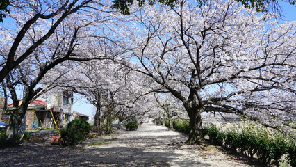 蒼社川沿いの桜