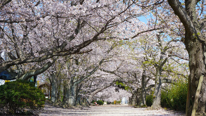 蒼社川沿いの桜