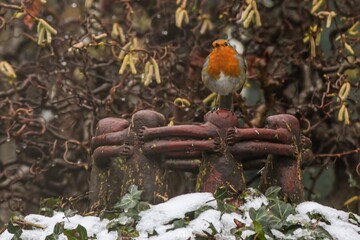 A colorful bird peacefully resting in nature, surrounded by trees, sunlight, and fresh greenery.

