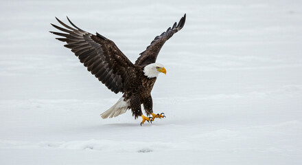 Eagle Landing in Snow with Wings Spread Wide