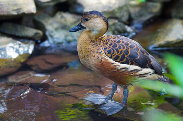 a duck swimming in the water. It highlights the natural beauty of the outdoor environment. The duck is an aquatic bird, recognizable by its distinct beak.