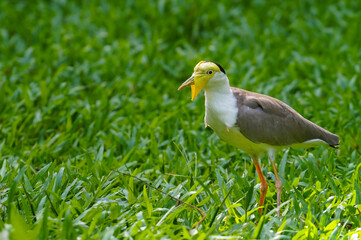 Gulls, or colloquially seagulls, are seabirds of the subfamily Larinae. They are most closely related to terns and skimmers, distantly related to auks, and even more distantly related to waders.