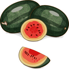 Whole and chopped Black Beauty Watermelon. Citrullus lanatus. Vegetables. Clipart. Isolated vector illustration.