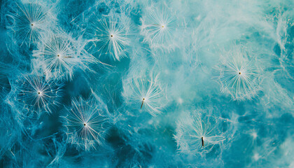 Beauty in nature dandelion seeds closeup blowing in blue green turquoise background. Closeup of dandelion on meadow background, artistic nature macro. Spring summer natural pastel colored lush foliage