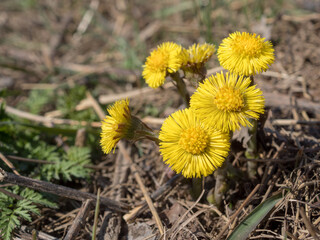 coltsfoot in spring close up
