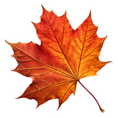 Obraz premium High resolution PNG of a real maple leaf in autumn colors