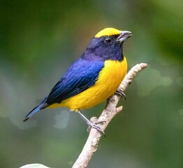 Fototapeta premium A colorful bird peacefully resting in nature, surrounded by trees, sunlight, and fresh greenery.