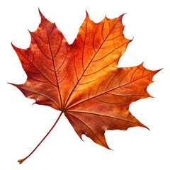 Fototapeta premium High resolution PNG of a real maple leaf in autumn colors