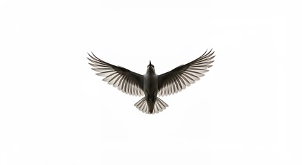 Bird in flight minimalist grayscale wildlife image