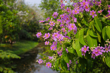Lagerstroemia speciosa, Queen's crape myrtle , Pride of India.