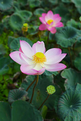 Beautiful pink lotus flower in full bloom
