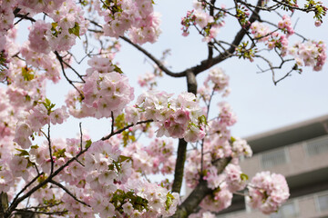 Branches of sakura flowers, cherry blossom