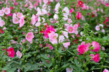 Beautiful hollyhock flower in the park