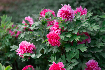 Fototapeta premium pink flowers in the garden Peony