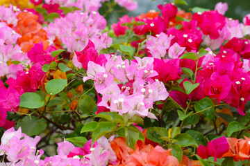 Colorful bougainvillea flowers in full bloom. A vibrant mix of pink, orange, yellow, and white