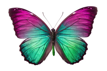 Obraz premium butterfly isolated on white