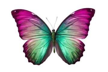 Vibrant Butterfly with Iridescent Magenta and Emerald Wings on Png Background – 