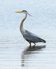 Great Blue Heron (Ardea herodias) in a lake in Illinois